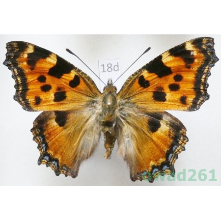 Nymphalis polychloros (Linnaeus, 1758) ex. larva Czech18d
